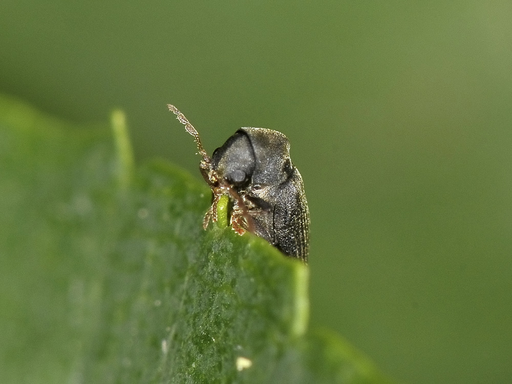 Anobium denticolle?